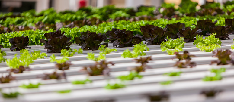 Rows of Aquaponics Sustained Lettuce
